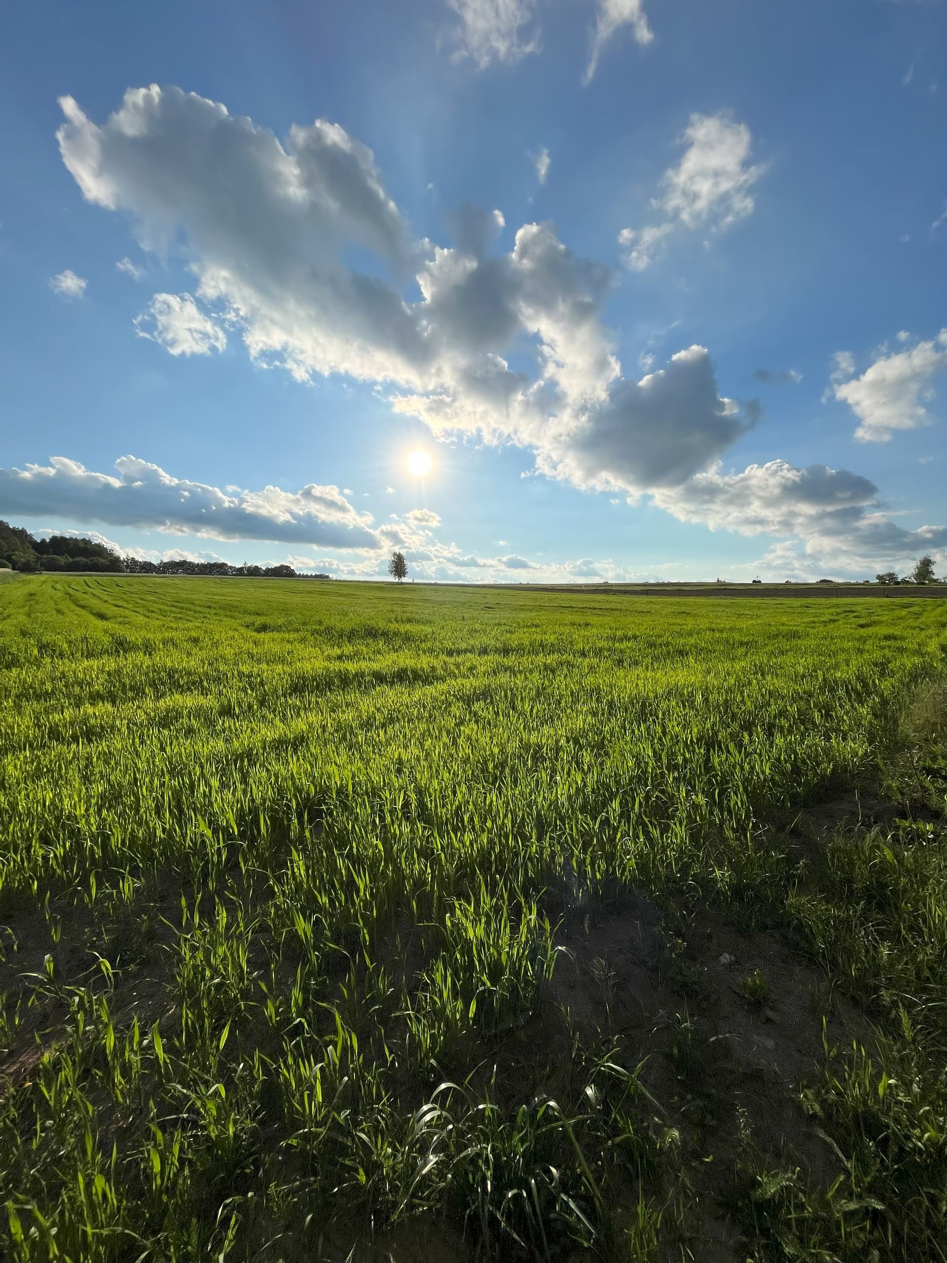 Green field under blue sky with clouds
