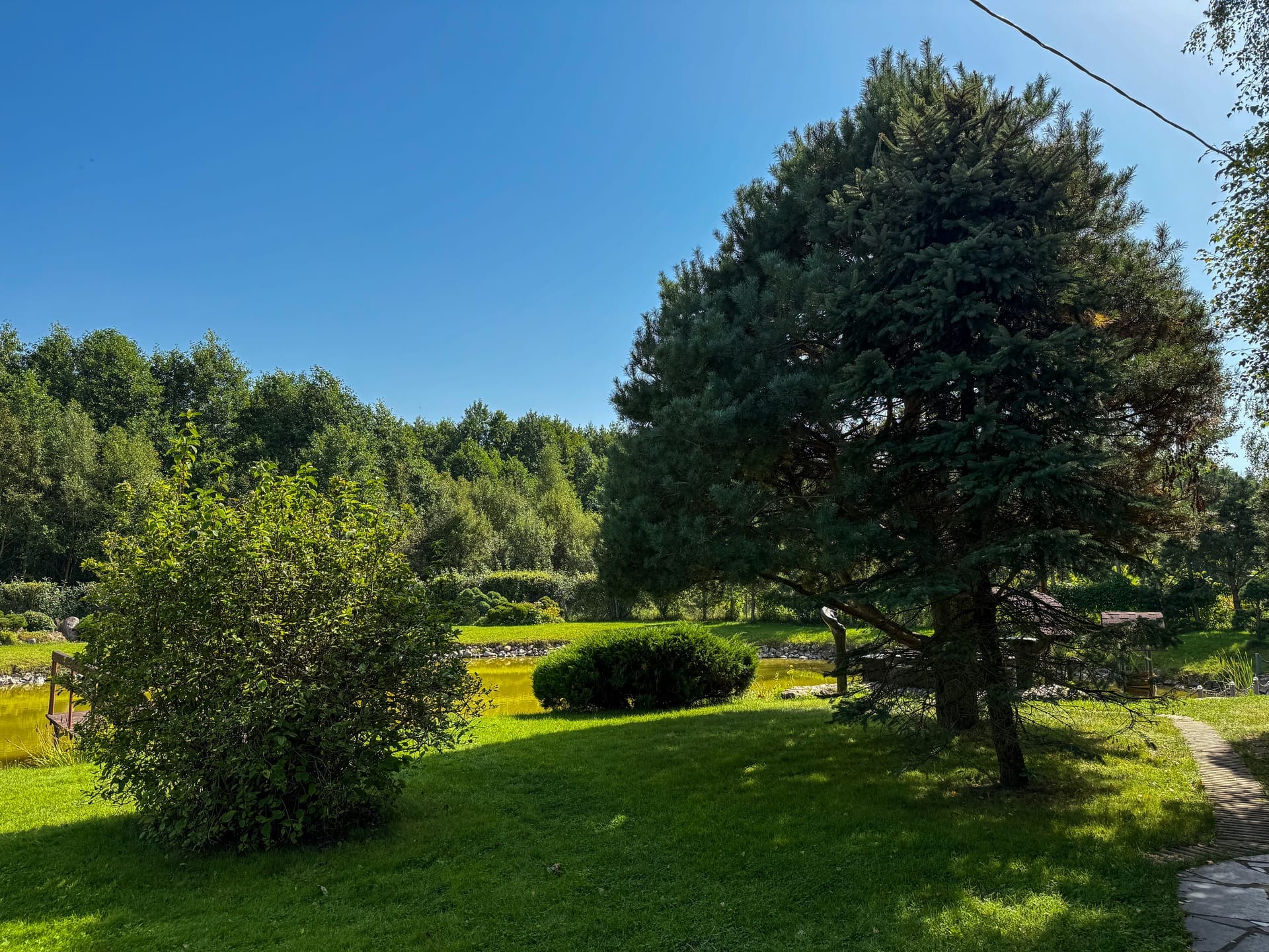 Saulėta pieva, apsupta aukštų pušų